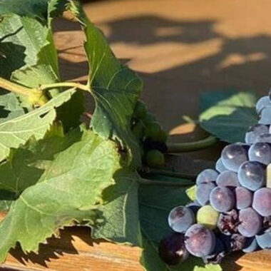 7 Best Sparkling Wine and Food Pairing Ideas